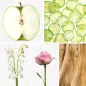 Preview: Duftnoten: Apfel, Gurke, Maiglöckchen, Rose, Sandelholz